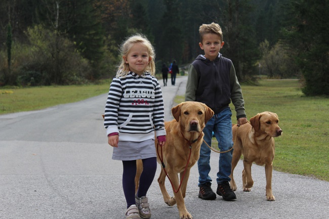 Der angenehme Familienhund