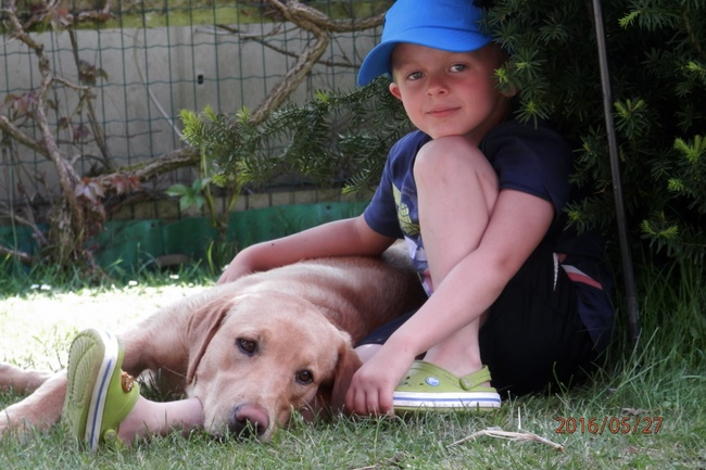 Der angenehme Familienhund