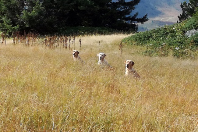 Jagdhundeausbildung