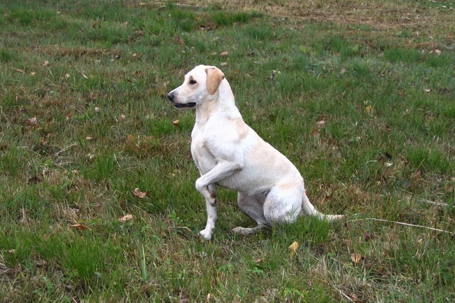 Jagdhundeausbildung