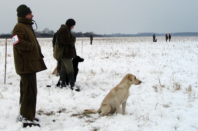 Jagdhundeausbildung