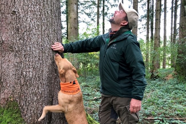 Borkenkäferspürhunde (1)