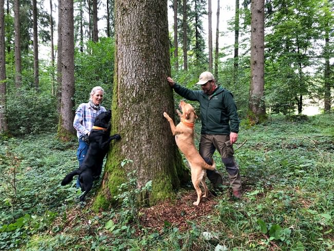 Borkenkäferspürhunde (2)